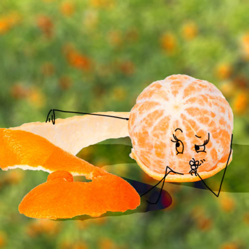 le fruit du mois de Décembre : la clémentine de Corse le fruit du mois de Décembre : la clémentine de Corse