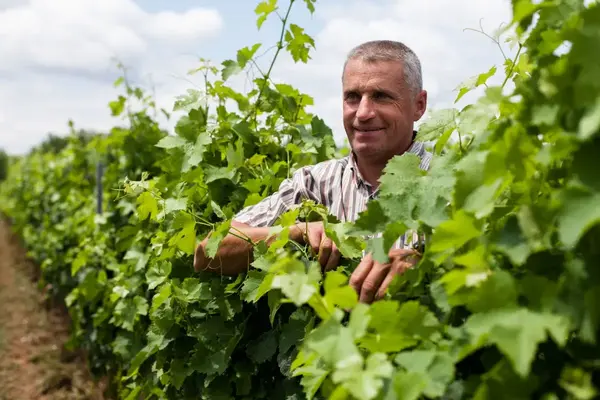 DOMAINE ICHARD