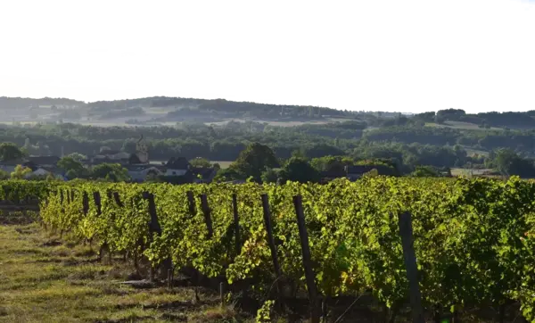 CLOS DE JONCAL