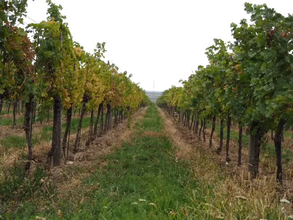 CHATEAU PECANY